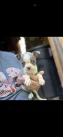 Dawson-AKC, a male Boston Terrier for sale in Konawa, OK – 6 of 10