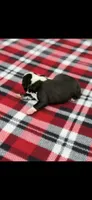 Wyatt-AKC, a male Boston Terrier for sale in Konawa, OK – 5 of 7