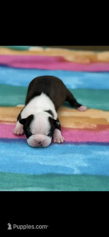 Dolly-AKC – Boston Terrier puppy for sale in Konawa, OK