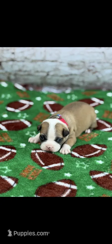 Bandit-AKC – Boston Terrier puppy for sale in Konawa, OK