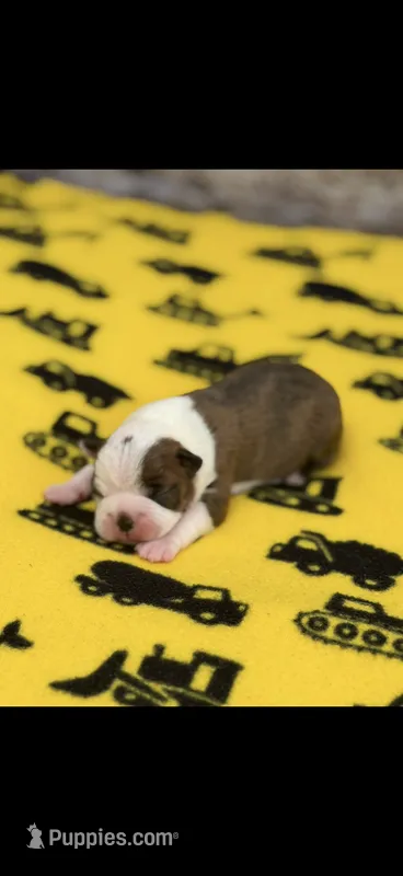 Watson-AKC – Boston Terrier puppy for sale in Konawa, OK