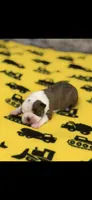 Watson-AKC, a male Boston Terrier for sale in Konawa, OK – 1 of 8