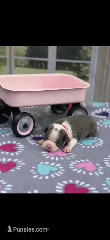 Avery-AKC – Boston Terrier puppy for sale in Konawa, OK