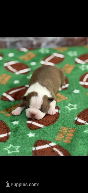 Tucker-AKC – Boston Terrier puppy for sale in Konawa, OK