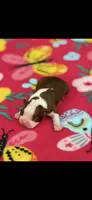 Reba-AKC, a female Boston Terrier for sale in Konawa, OK – 4 of 6
