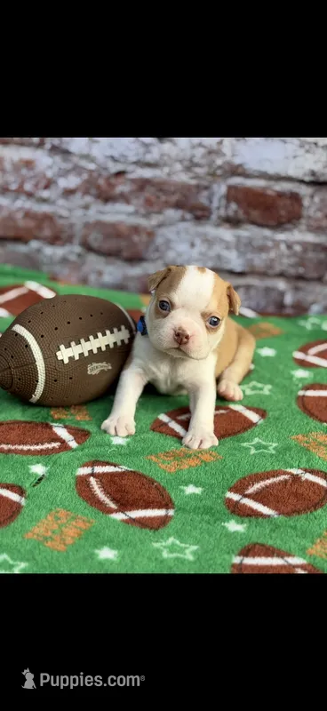 Oliver-AKC – Boston Terrier puppy for sale in Konawa, OK