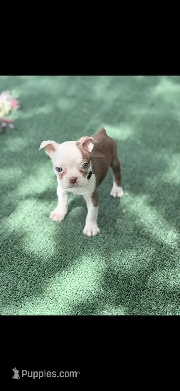 Samuel-AKC – Boston Terrier puppy for sale in Konawa, OK