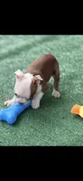 Samuel-AKC, a male Boston Terrier for sale in Konawa, OK – 7 of 10
