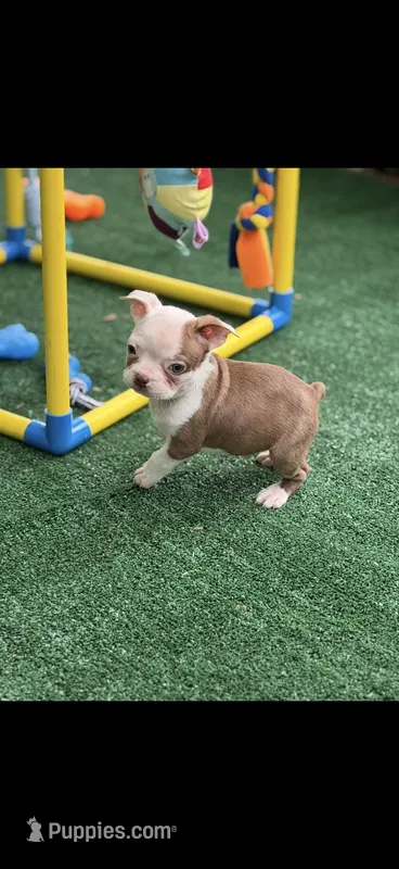 Samuel-AKC – Boston Terrier puppy for sale in Konawa, OK