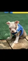 Samuel-AKC, a male Boston Terrier for sale in Konawa, OK – 5 of 10