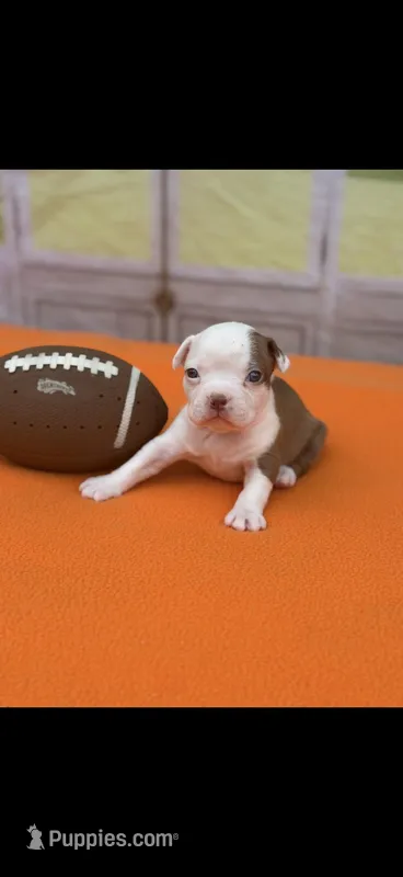 Samuel-AKC – Boston Terrier puppy for sale in Konawa, OK