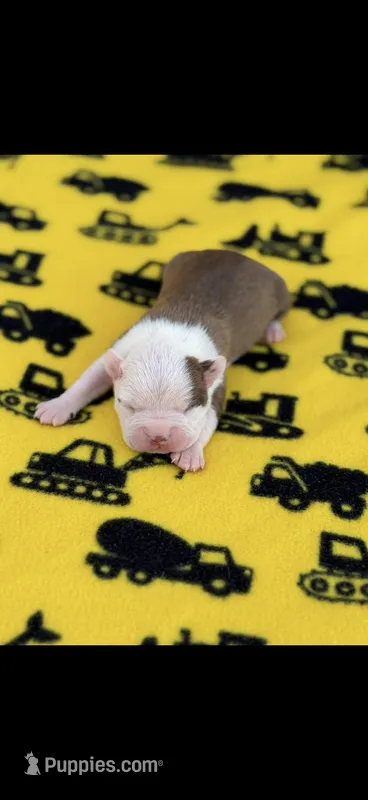 Samuel-AKC – Boston Terrier puppy for sale in Konawa, OK