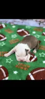 Samuel-AKC, a male Boston Terrier for sale in Konawa, OK – Photo 3 of 7