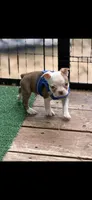 Samuel-AKC, a male Boston Terrier for sale in Konawa, OK – 4 of 10
