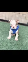 Samuel-AKC, a male Boston Terrier for sale in Konawa, OK – 9 of 10