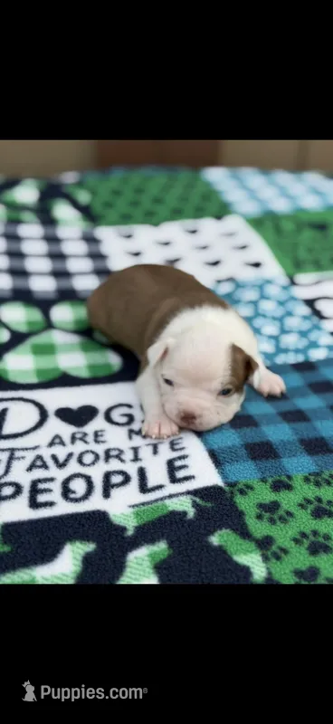 Samuel-AKC – Boston Terrier puppy for sale in Konawa, OK