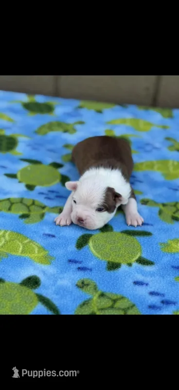 Samuel-AKC – Boston Terrier puppy for sale in Konawa, OK