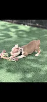 Samuel-AKC, a male Boston Terrier for sale in Konawa, OK – 10 of 10