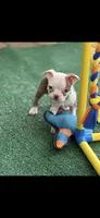 Samuel-AKC, a male Boston Terrier for sale in Konawa, OK – 2 of 10