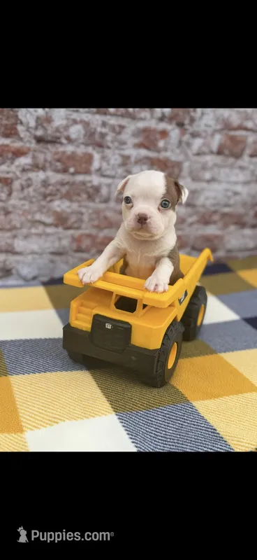 Samuel-AKC – Boston Terrier puppy for sale in Konawa, OK