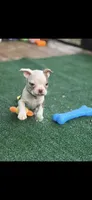 Samuel-AKC, a male Boston Terrier for sale in Konawa, OK – 8 of 10