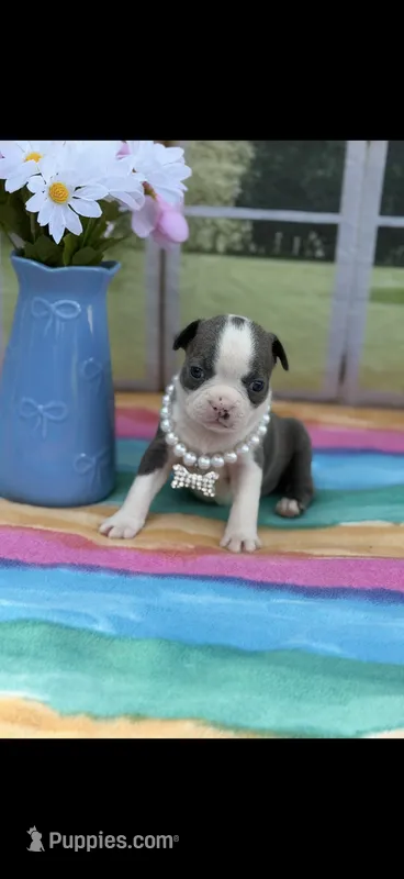 Avery-AKC – Boston Terrier puppy for sale in Konawa, OK
