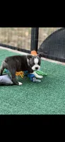 Jase-AKC, a male Boston Terrier for sale in Konawa, OK – 6 of 8