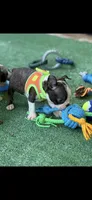 Winston-AKC, a male Boston Terrier for sale in Konawa, OK – 2 of 10