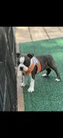 Jase-AKC, a male Boston Terrier for sale in Konawa, OK – 4 of 8