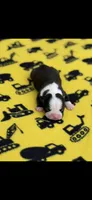 Wyatt-AKC, a male Boston Terrier for sale in Konawa, OK – 3 of 7