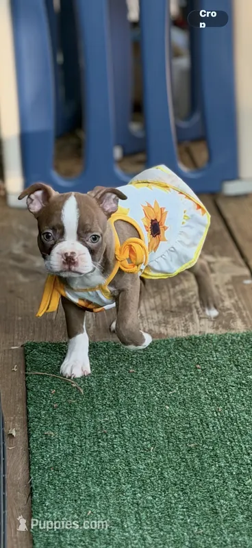 Oakley-AKC – Boston Terrier puppy for sale in Konawa, OK
