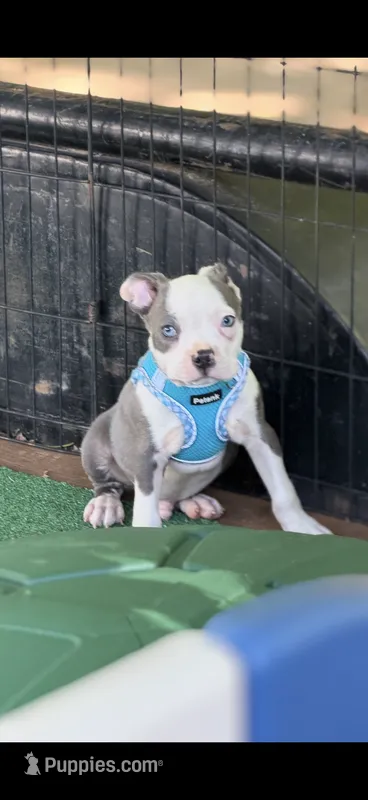 Gus-AKC – Boston Terrier puppy for sale in Konawa, OK