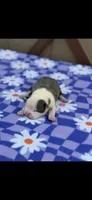 Emma-AKC, a female Boston Terrier for sale in Konawa, OK – Photo 4 of 4