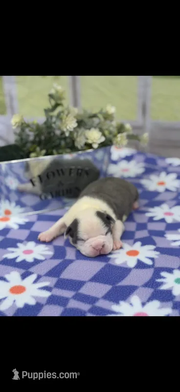 Emma-AKC – Boston Terrier puppy for sale in Konawa, OK