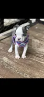 Emma-AKC, a female Boston Terrier for sale in Konawa, OK – 7 of 10
