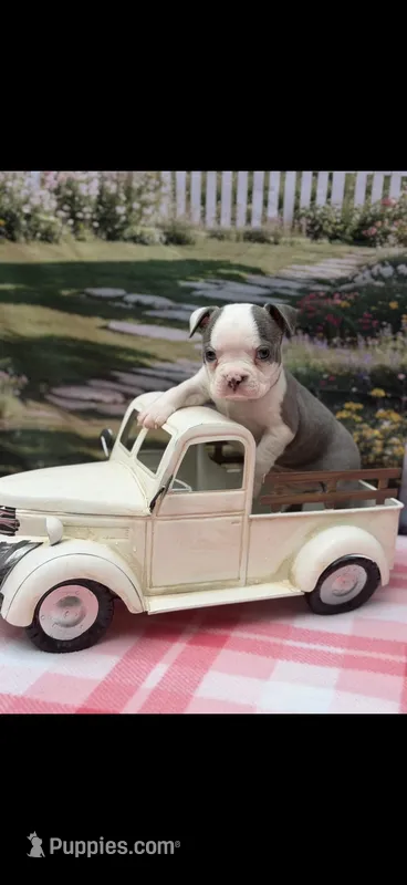 Emma-AKC – Boston Terrier puppy for sale in Konawa, OK