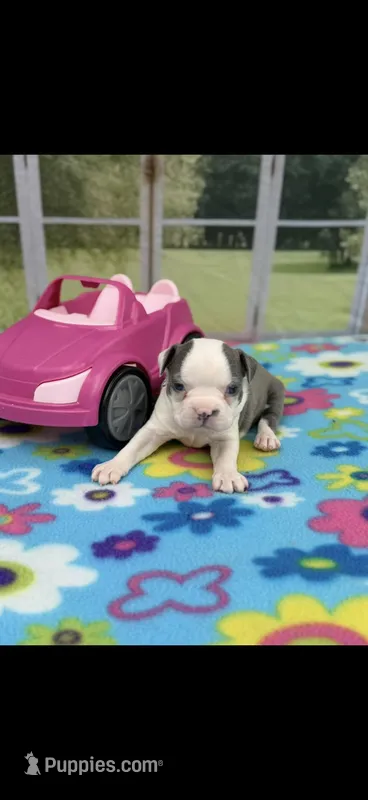 Emma-AKC – Boston Terrier puppy for sale in Konawa, OK