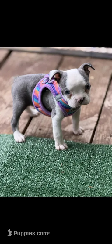 Emma-AKC – Boston Terrier puppy for sale in Konawa, OK