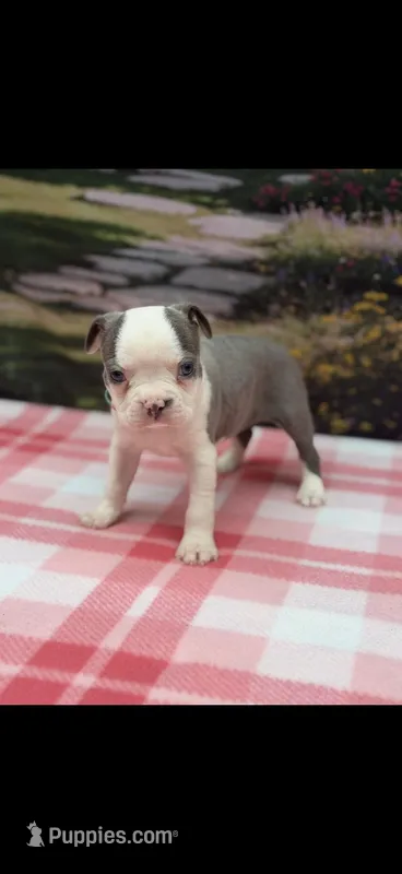 Emma-AKC – Boston Terrier puppy for sale in Konawa, OK