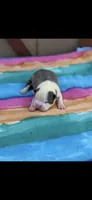 Emma-AKC, a female Boston Terrier for sale in Konawa, OK – Photo 2 of 4