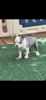 Emma-AKC, a female Boston Terrier for sale in Konawa, OK – 8 of 10