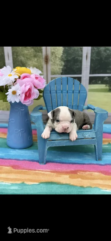 Emma-AKC – Boston Terrier puppy for sale in Konawa, OK