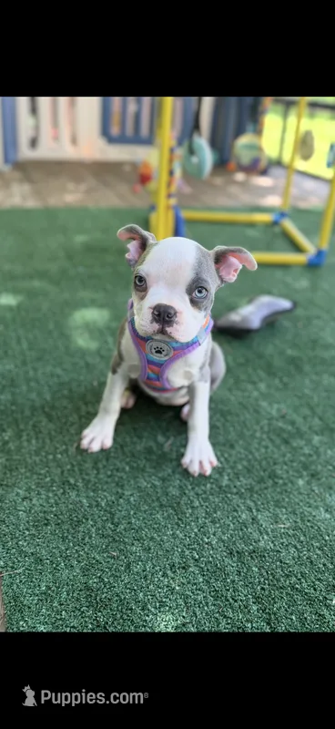 Kasey-AKC – Boston Terrier puppy for sale in Konawa, OK