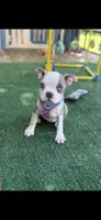 Kasey-AKC, a female Boston Terrier for sale in Konawa, OK – 1 of 4