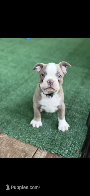 Luke-AKC – Boston Terrier puppy for sale in Konawa, OK