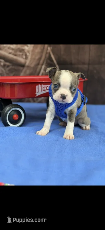 Dawson-AKC – Boston Terrier puppy for sale in Konawa, OK