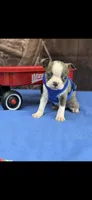 Dawson-AKC, a male Boston Terrier for sale in Konawa, OK – 9 of 10