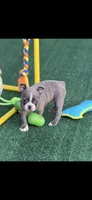 Lane-AKC, a male Boston Terrier for sale in Konawa, OK – 4 of 10