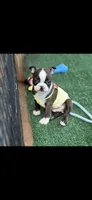 Lainey, a female Boston Terrier for sale in Konawa, OK – 3 of 10