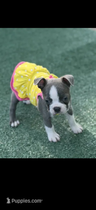 Jasmine-AKC – Boston Terrier puppy for sale in Konawa, OK